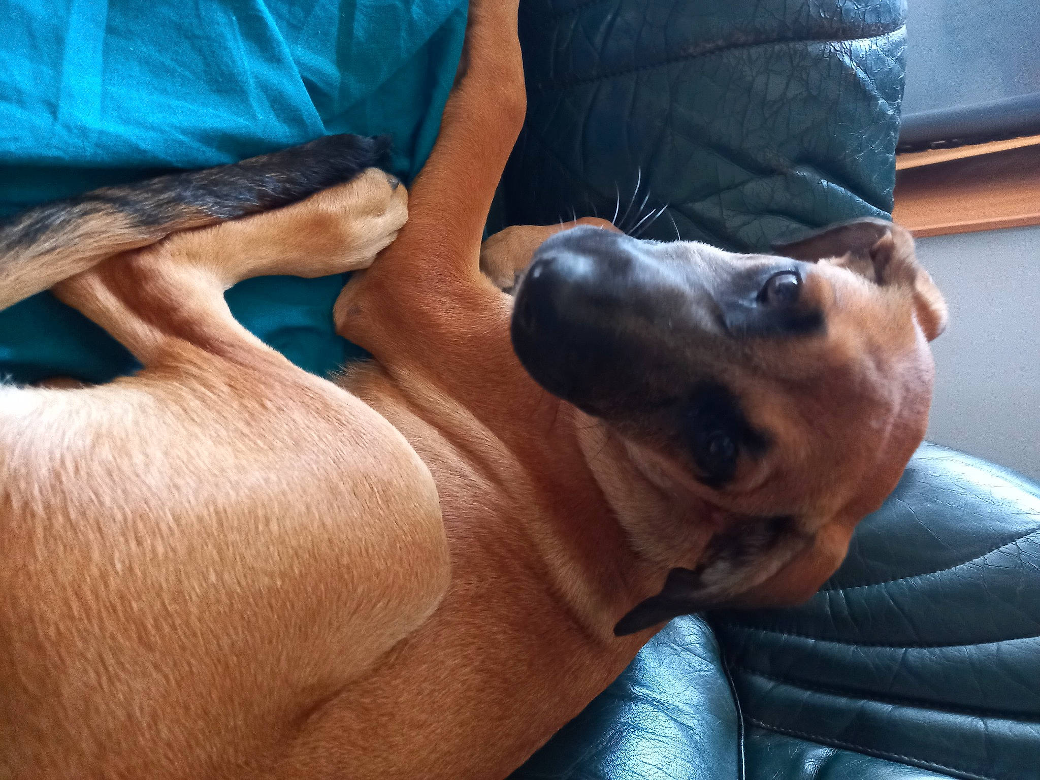 Tallya a rejoint le concours — aidez-le/la à gagner de superbes lots ! canidae, carnivore, chest, companion_dog, dog, dog_breed, dog_collar, ear, elbow, fawn, gesture, guard_dog, human_leg, liver, snout, sporting_group, working_animal, working_dog, wrinkle, wrist