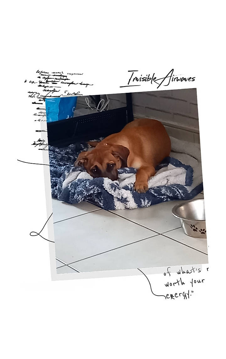 Tallya a rejoint le concours — aidez-le/la à gagner de superbes lots ! art, carnivore, comfort, dog, dog_breed, electric_blue, fawn, font, handwriting, linens, liver, pet_supply, rectangle, snout, sporting_group, wildlife, working_animal