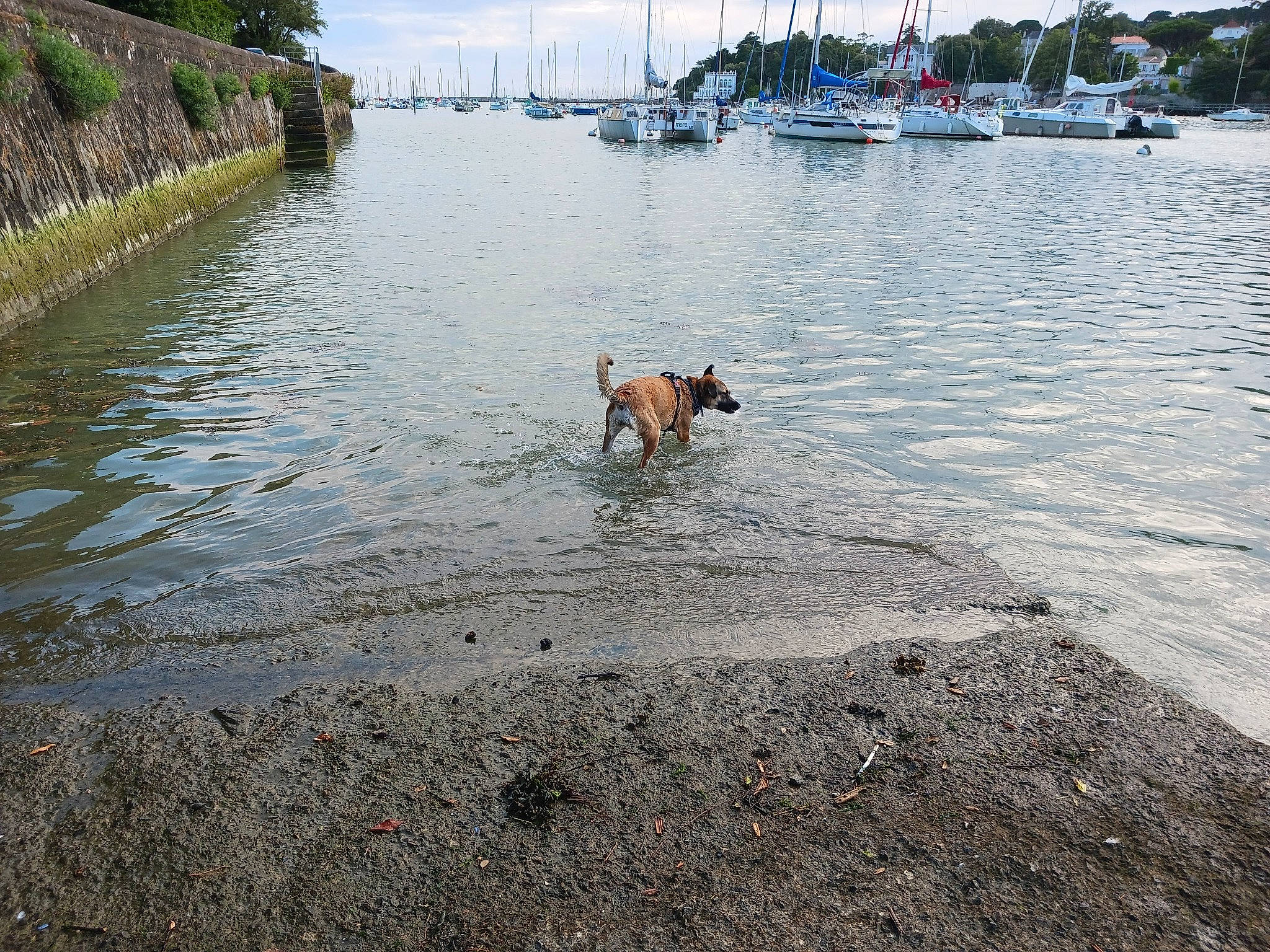 Tallya participe au concours pour gagner de l'argent avec cette photo : bank, boat, body_of_water, carnivore, channel, city, cloud, coast, dog, dog_breed, fawn, lake, plant, sky, sporting_group, tree, water, water_resources, watercraft, working_animal