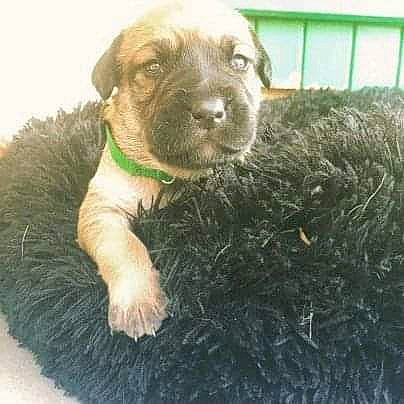 Tallya participe au concours pour gagner de l'argent avec cette photo : carnivore, collar, companion_dog, dog, dog_breed, dog_collar, dog_supply, fence, fur, grass, gun_dog, hay, liver, pet_supply, straw, terrestrial_animal, whiskers, working_animal