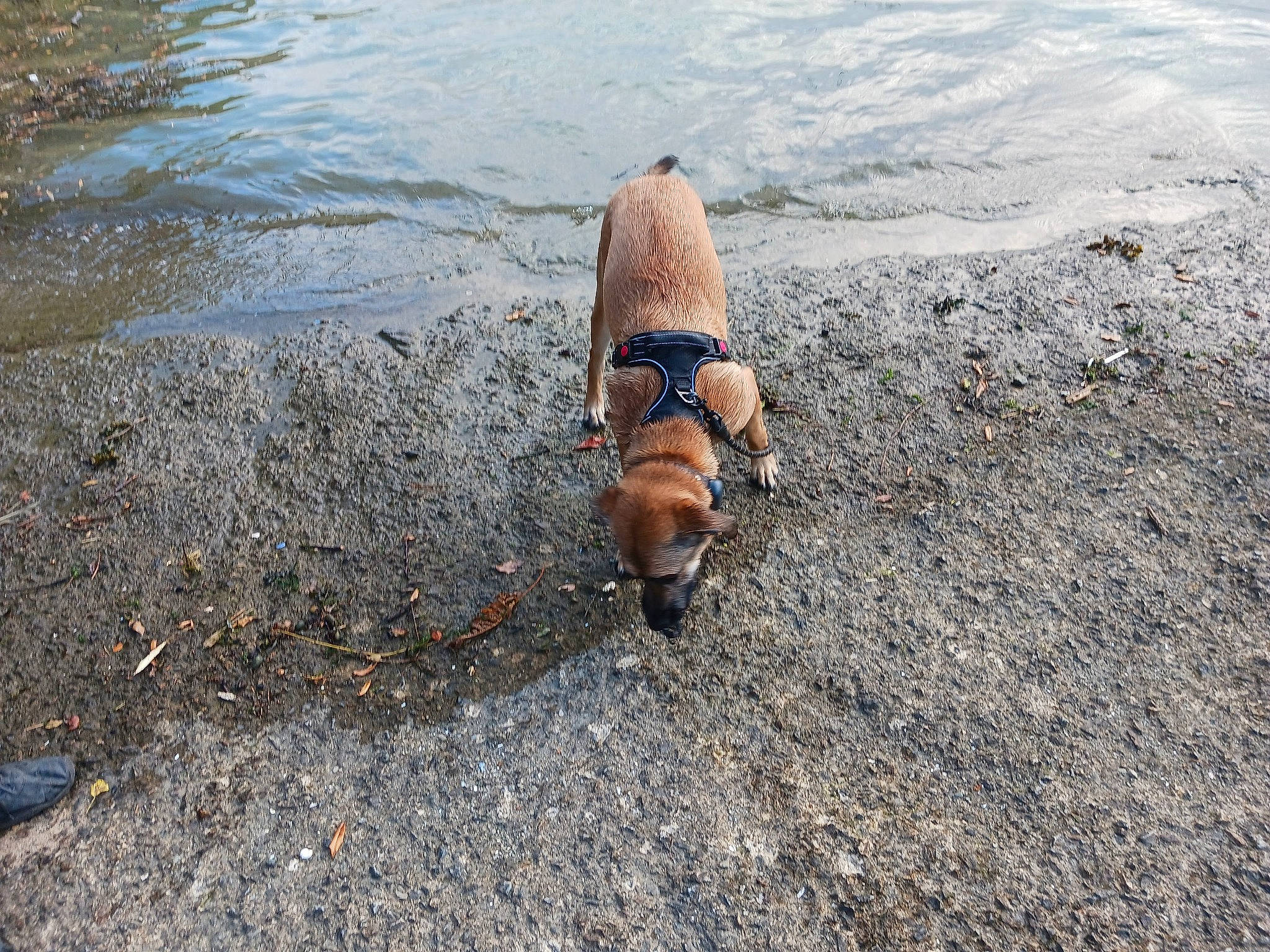 Tallya participe au concours pour gagner de l'argent avec cette photo : canidae, carnivore, collar, companion_dog, dog, dog_breed, dog_supply, fashion_accessory, fawn, leash, pet_supply, recreation, shadow, soil, sporting_group, sun_tanning, swimwear, tail, watch, water