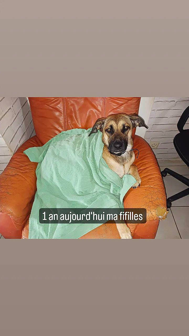 Tallya a rejoint le concours — aidez-le/la à gagner de superbes lots ! carnivore, chair, comfort, companion_dog, dog, dog_breed, dog_clothes, dog_supply, fawn, font, linens, paw, pet_supply, photo_caption, room, sitting, sleeve, sporting_group, toy_dog, working_animal
