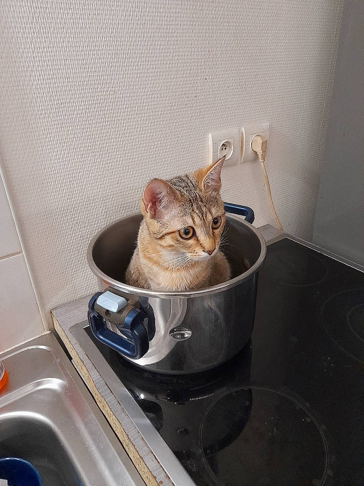 Coocky a rejoint le concours — aidez-le/la à gagner de superbes lots ! automotive_lighting, carnivore, cat, domestic_short_haired_cat, felidae, gas, home_appliance, kitchen, kitchen_appliance, kitchen_stove, major_appliance, personal_luxury_car, plumbing_fixture, sink, small_appliance, small_to_medium_sized_cats, stove, tap, vehicle, whiskers