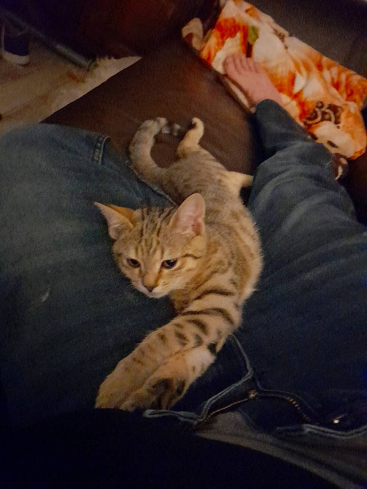 Coocky a rejoint le concours — aidez-le/la à gagner de superbes lots ! box, carnivore, cat, comfort, domestic_short_haired_cat, felidae, fur, hardwood, linens, nap, paw, room, shipping_box, sitting, small_to_medium_sized_cats, tail, whiskers, wood