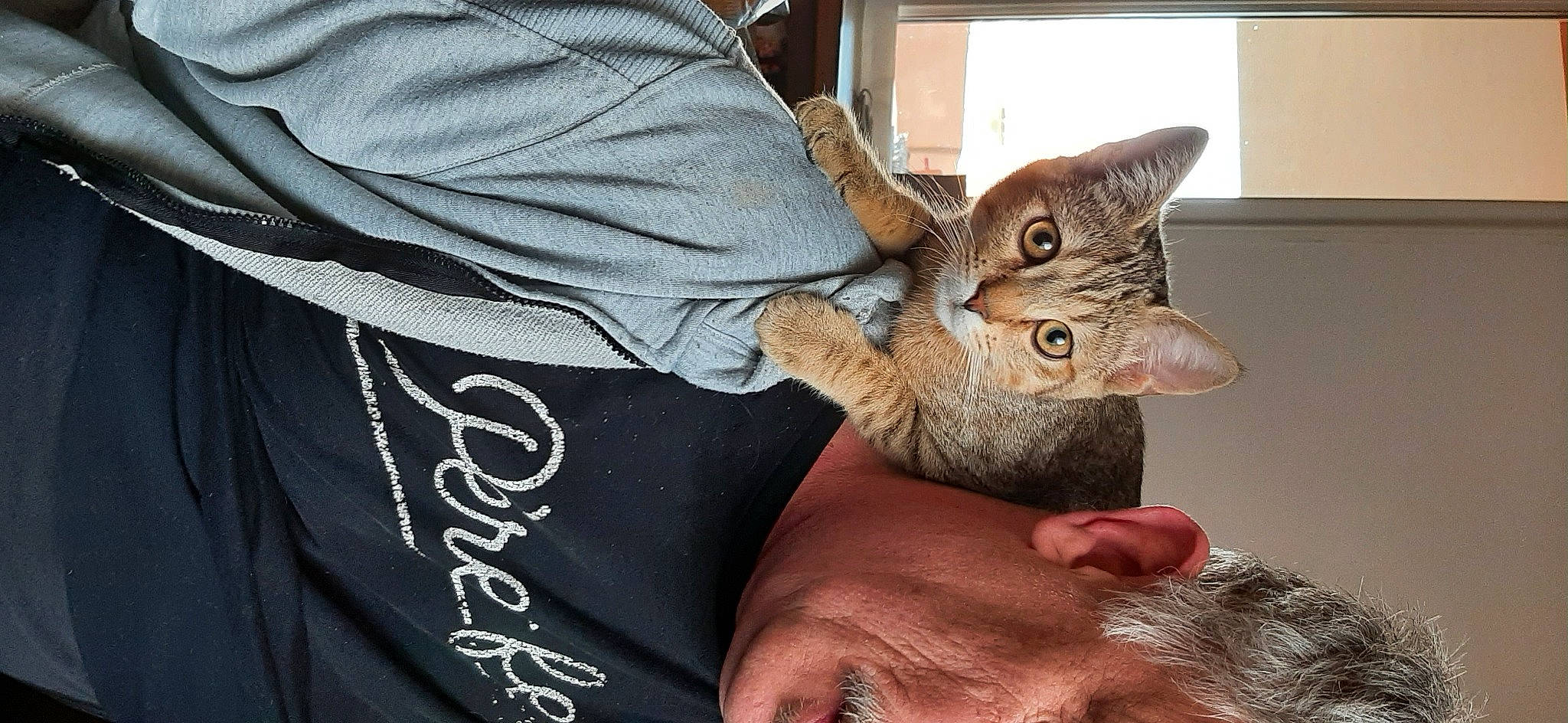 Coocky a rejoint le concours — aidez-le/la à gagner de superbes lots ! beard, carnivore, cat, claw, comfort, domestic_short_haired_cat, ear, elbow, facial_hair, fawn, felidae, fur, gesture, moustache, small_to_medium_sized_cats, snout, whiskers