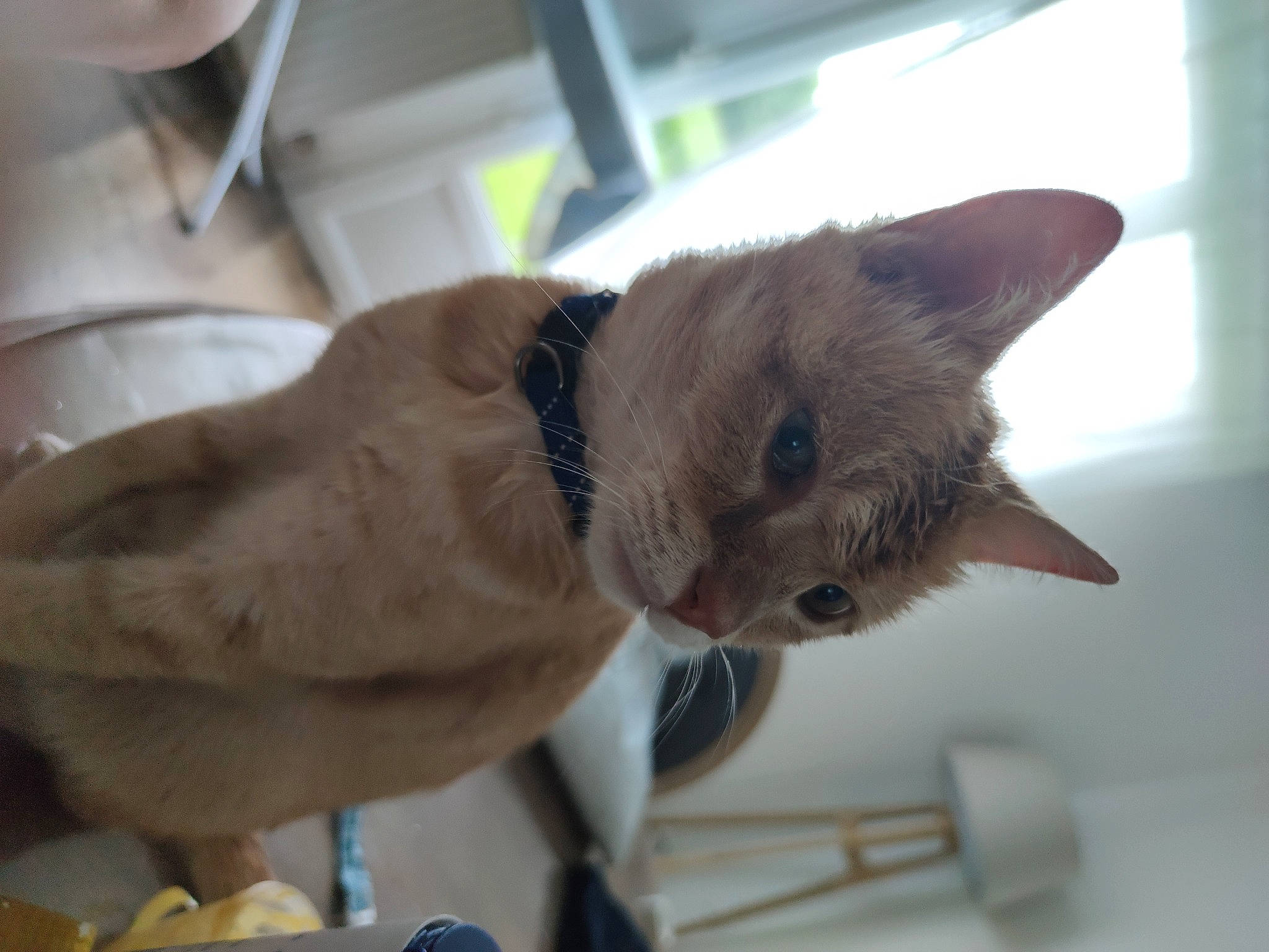 Nouga a rejoint le concours — aidez-le/la à gagner de superbes lots ! balinese, canidae, carnivore, cat, collar, domestic_short_haired_cat, fawn, felidae, fur, siamese, small_to_medium_sized_cats, snout, tail, thai, tonkinese, whiskers