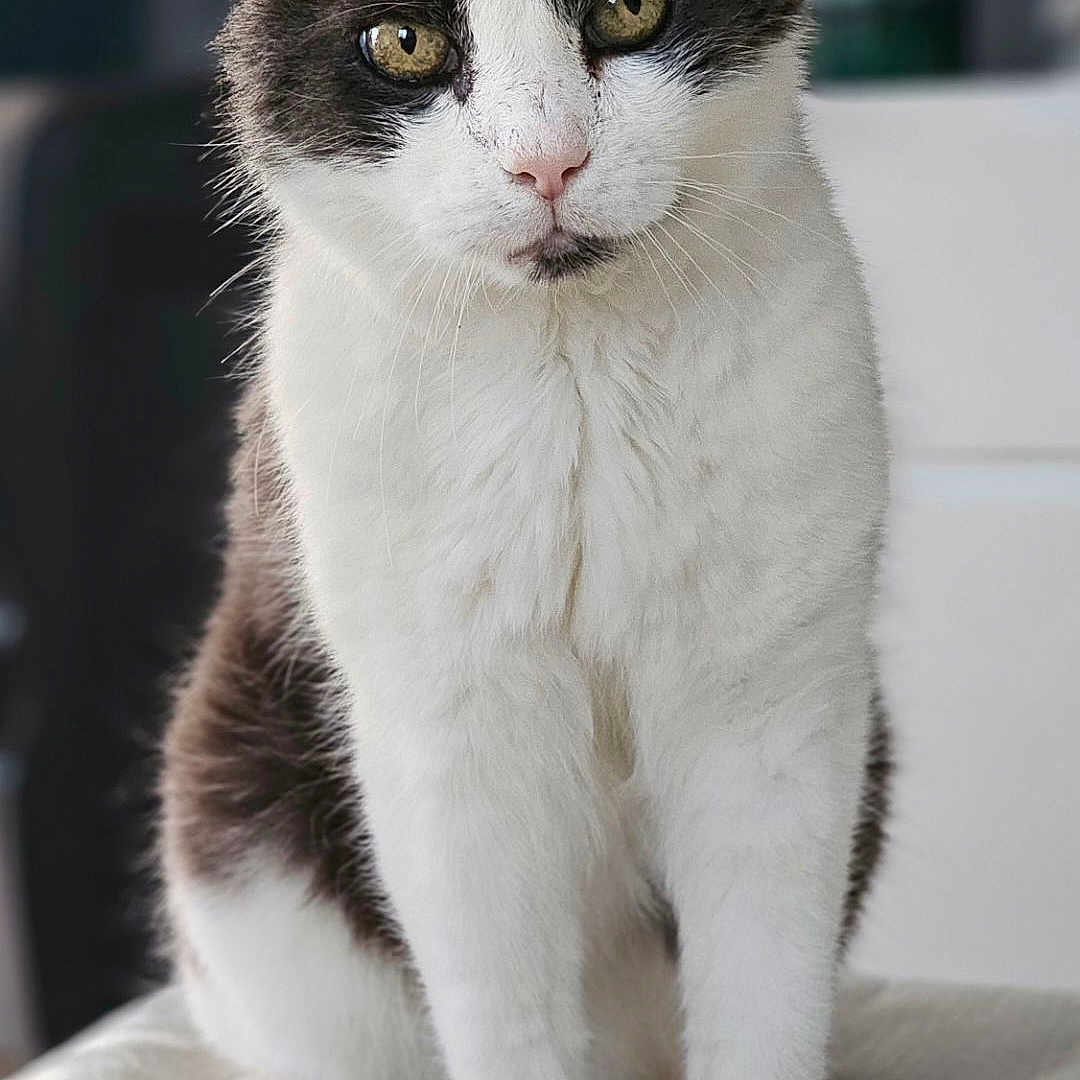 Loulou participe au concours pour gagner de l'argent avec cette photo : abyssinian, angora, animal, cat, document, kitten, manx, pet, receipt, snout, text, white