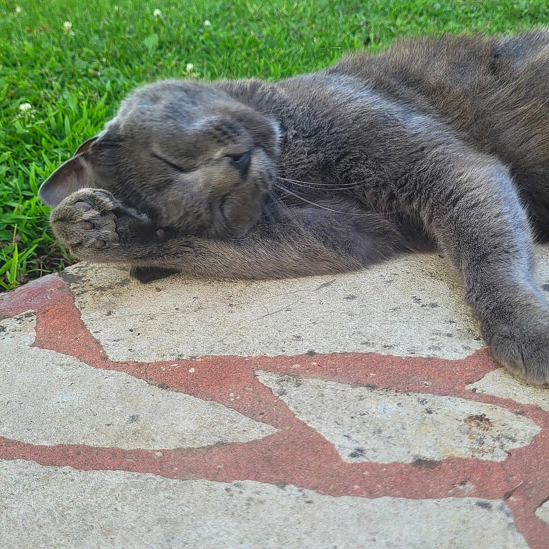 Oscar