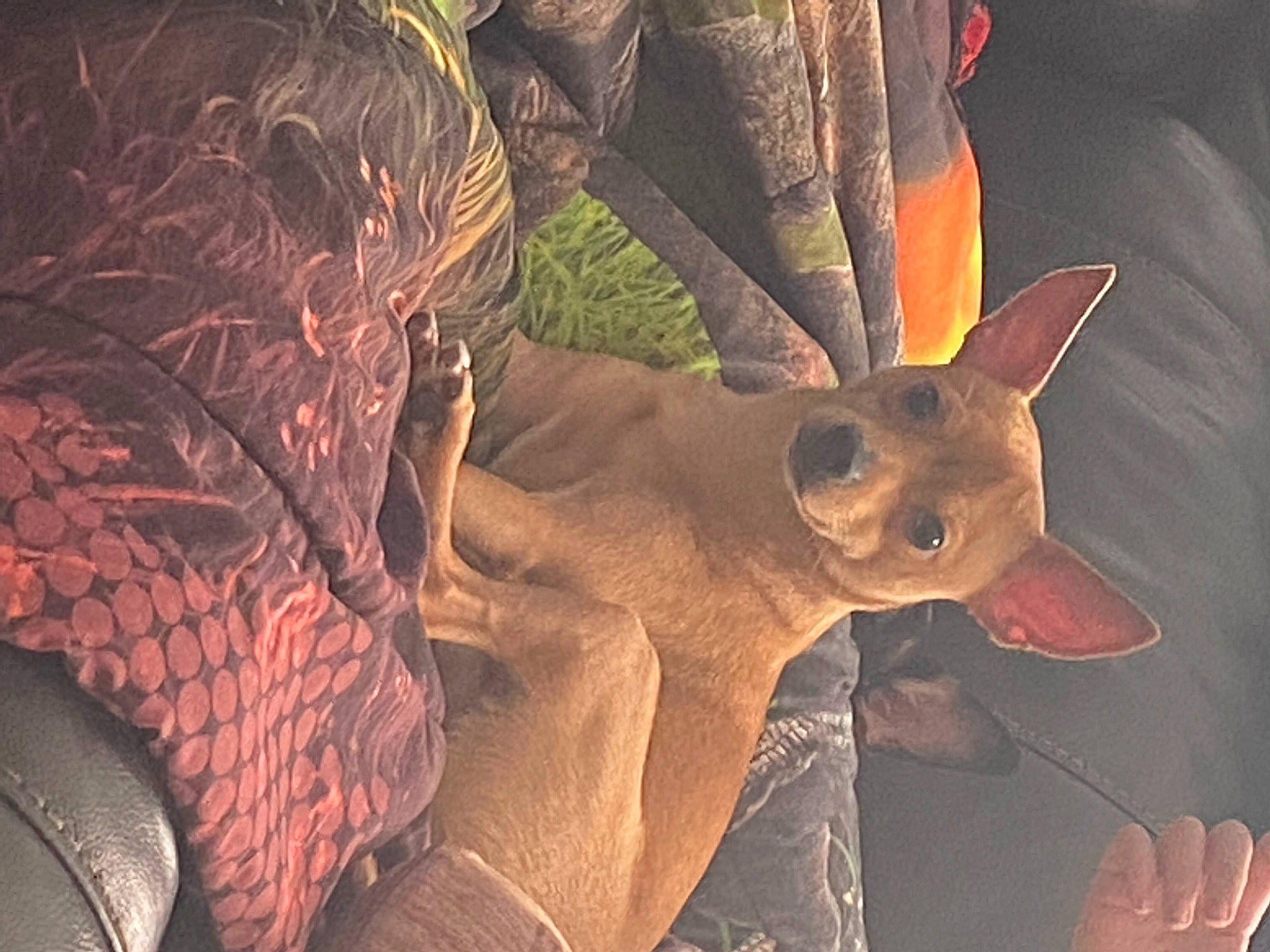 Max is registered to the contest to win money with this photo: art, canidae, cg_artwork, fawn, felidae, fictional_character, fur, horn, illustration, jaw, organism, pc_game, snout, still_life_photography, tree, triceratops, visual_arts, whiskers, wildlife, wood