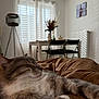 Tigrou a rejoint le concours — aidez-le/la à gagner de superbes lots ! cat, sleeping, indoor, blanket, brown, gray, white, furniture, table, chair, vase, flowers, window, curtains, shadows, radiator, tripod_lamp, decor, cozy, relaxation
