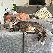 Tigrou participe au concours pour gagner de l'argent avec cette photo : cat, tabby_cat, gray_ottoman, couch, blanket, pillow, living_room, indoor, tile_floor, plant, decor, painting, lion_portrait, relaxed, feline, pet, cozy, resting, home, furniture