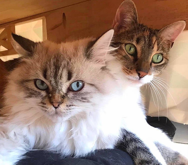 Guimauve a rejoint le concours — aidez-le/la à gagner de superbes lots ! british_longhair, carnivore, cat, comfort, domestic_short_haired_cat, event, felidae, fur, paw, small_to_medium_sized_cats, snout, tail, terrestrial_animal, whiskers, window