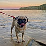 Archie is registered to the contest to win money with this photo: animal, beach, bulldog, canine, coast, dog, face, head, nature, outdoors, person, pet, photography, portrait, pug, puppy, rock, sea, shoreline, water