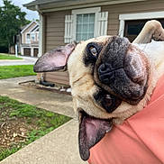 Archie is registered to the contest to win money with this photo: animal, architecture, building, bulldog, canine, city, dog, grass, housing, neighborhood, outdoors, pet, photography, plant, pug, puppy, road, shelter, street, urban