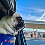 Archie joined the competition — help win amazing prizes! animal, bulldog, canine, dog, face, frenchbulldog, head, person, pet, pitbull, policedog, pug, puppy