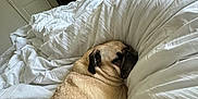 Archie joined the competition — help win amazing prizes! animal, bed, bedroom, blanket, canine, chair, computerhardware, dog, electronics, furniture, hardware, indoors, interiordesign, monitor, pet, pug, puppy, room, screen, tv