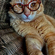 Rex is registered to the contest to win money with this photo: cat, orange_tabby, glasses, round_glasses, wicker_chair, close_up, pet, feline, whiskers, fur, relaxed, indoor, portrait, cute, curious, animal, seated, eyewear, domestic_cat, laying_down