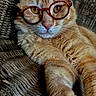 cat, orange_tabby, glasses, round_glasses, wicker_chair, close_up, pet, feline, whiskers, fur, relaxed, indoor, portrait, cute, curious, animal, seated, eyewear, domestic_cat, laying_down