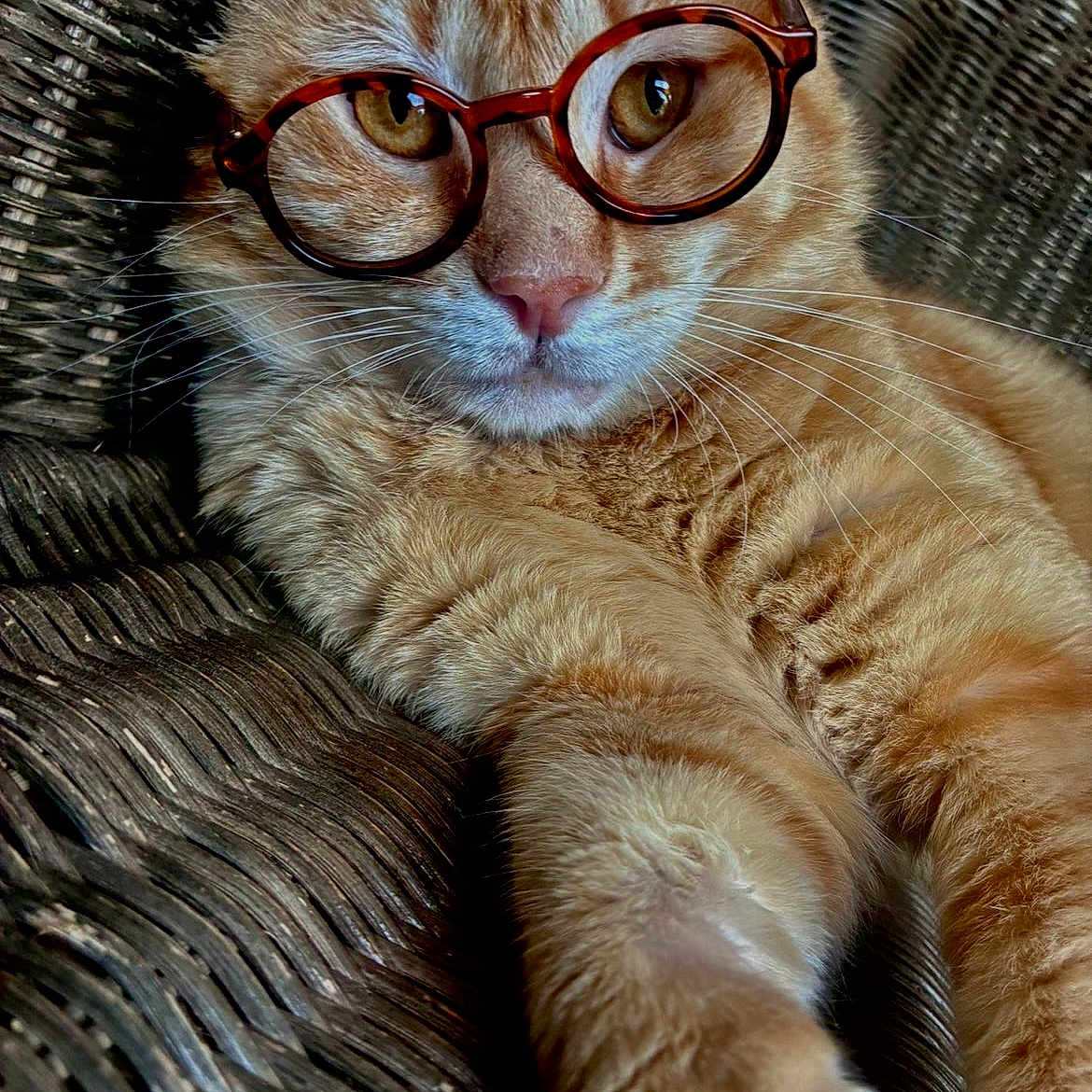 Rex is registered to the contest to win money with this photo: cat, orange_tabby, glasses, round_glasses, wicker_chair, close_up, pet, feline, whiskers, fur, relaxed, indoor, portrait, cute, curious, animal, seated, eyewear, domestic_cat, laying_down