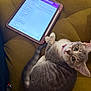 cat, tabby, gray_cat, pet, animal, couch, tablet, electronics, indoor, curious, whiskers, collar, pink_collar, looking_up, feline, household, relaxed, fur, seated, domestic_animal