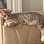 cat, tabby, feline, indoor, chair, resting, relaxed, pet, animal, fur, tail, paws, window, home, domestic, cute, mammal, striped, cozy, contemplative