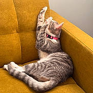 Snoh is registered to the contest to win money with this photo: animal, cat, collar, couch, cozy, cute, domestic_cat, feline, furniture, gray_cat, housepet, indoor, mustard_color, paws, pet, relaxing, stretching, tabby, tail, whiskers