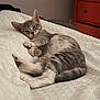 kitten, cat, gray_tabby, sleepy, bedroom, blanket, white_bedspread, feline, pet, cute, resting, cozy, domestic_cat, fur, paw, tail, indoor, relaxed, young_cat, animal