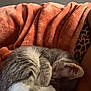 cat, sleeping, curled_up, gray_cat, white_paws, blanket, orange_blanket, plush, cozy, indoor, resting, pet, feline, animal, soft_texture, leopard_print, arm, relaxation, fur, close_up