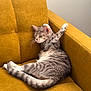 cat, gray_tabby, stretching, couch, mustard_yellow, furniture, indoor, pet, whiskers, tail, paws, relaxed, cozy, animal, cute, feline, home, soft_texture, resting, comfortable