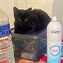 Tina a rejoint le concours — aidez-le/la à gagner de superbes lots ! black_cat, kitten, plastic_container, water_bottle, spray_can, face_print, indoor, table, household_items, pet, animal, feline, close_up, still_life, container_lid, blue_eyes, portrait_print, label, hydration, resting