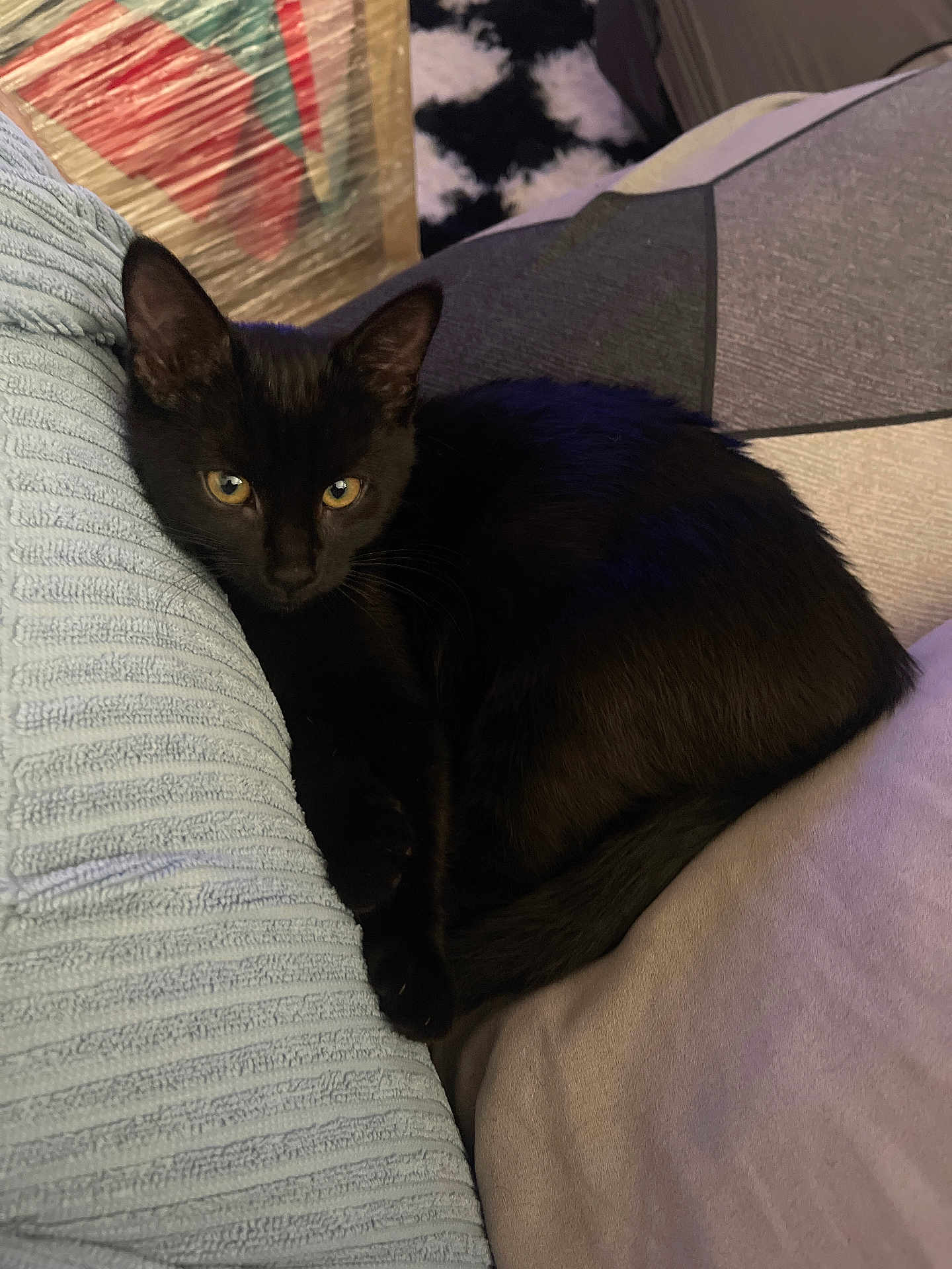 Tina a rejoint le concours — aidez-le/la à gagner de superbes lots ! animal, black_cat, cat, companion, couch, cozy, cushion, cute, domestic_cat, ears, eyes, fur, furniture, indoor, paw, pet, relaxing, resting, soft, whiskers