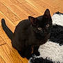 black_cat, kitten, wooden_floor, curious, pet, animal, indoor, furry, young_cat, flooring, fluffy_rug, black_and_white, cute, small, domestic_cat, whiskers, ears, tail, eyes, sitting