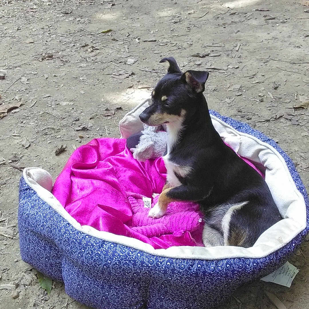 Bb is registered to the contest to win money with this photo: animal, black_dog, blanket, canine, companion, cute, dirt_ground, dog, furry_pet, greenery, nature, outdoor, pet_bed, relaxing, resting, shaded, small_dog, storage_bins, sunlight, tan_dog