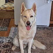 Bleu is registered to the contest to win money with this photo: dog, white_dog, heterochromia, blue_eye, brown_eye, tongue_out, sitting, indoor, rug, kitchen, pet, canine, animal, fur, ears, tail, floor, friendly, portrait, domestic