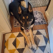 Perseus is registered to the contest to win money with this photo: dog, german_shepherd, lying_down, carpet, rug, indoor, floor, wood_floor, ears_up, happy, pet, animal, canine, smiling, home, hallway, black_and_tan, paws, resting, domestic