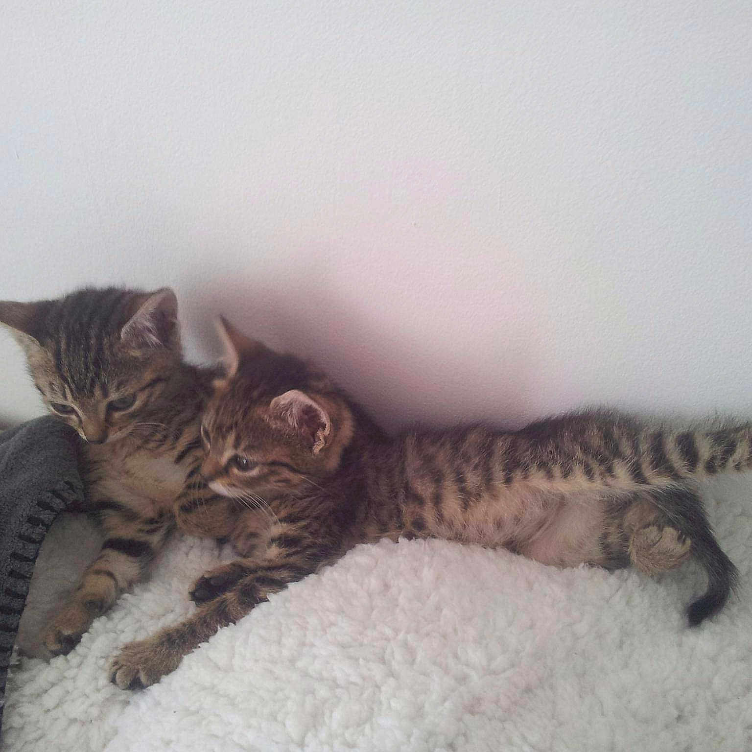 Muscade Et Paprika