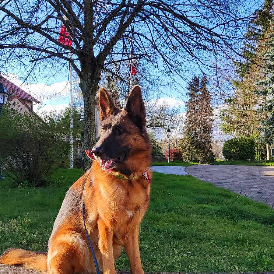 Mya a rejoint le concours — aidez-le/la à gagner de superbes lots ! animal, architecture, building, canine, dog, germanshepherd, grass, grove, land, nature, outdoors, park, path, pet, plant, shelter, tree, vegetation, woodland, yard