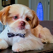 Travieso is registered to the contest to win money with this photo: animal, bow_tie, brown_and_white, companion, cute, decor, dog, domestic_animal, ears, face, fluffy, fur, furniture, indoor, paw, pet, puppy, relaxed, small_dog, table