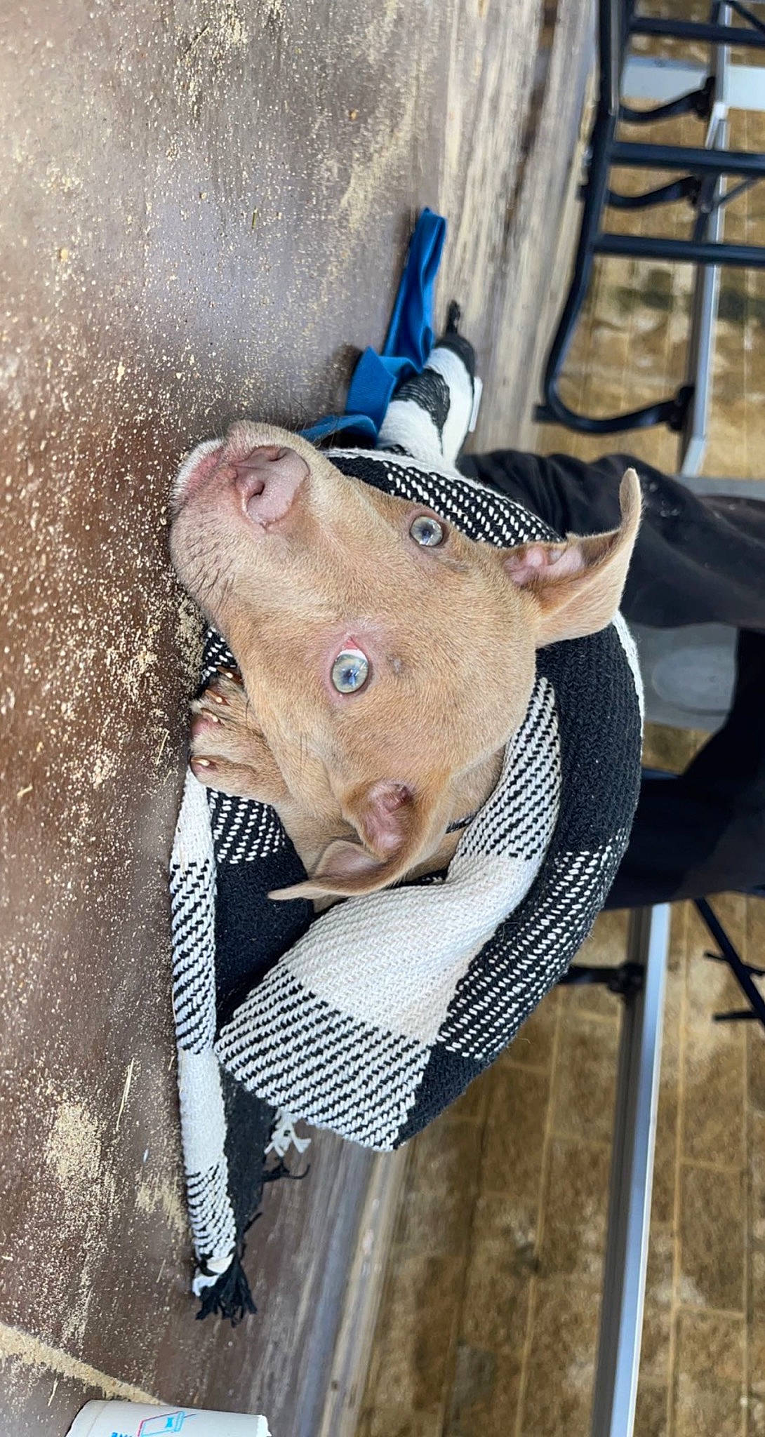 Bruno is registered to the contest to win money with this photo: baby_products, cap, child, collar, costume, costume_hat, fashion_accessory, fawn, fur, hat, headgear, personal_protective_equipment, sleeve, snout, stuffed_toy, sun_hat, terrestrial_animal, toy, wood, working_animal