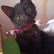 Fiesta a rejoint le concours — aidez-le/la à gagner de superbes lots ! kitten, black_cat, cat, collar, pet, indoor, curious, plush_toys, blanket, yellow_eyes, feline, cute, young_animal, domestic_cat, fur, whiskers, soft, cozy, closeup, head_tilt