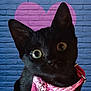 cat, black_cat, pet, animal, bandana, pink_bandana, wide_eyes, curious, portrait, close_up, brick_wall, blue_wall, heart_painting, indoor, cute, feline, whiskers, collar, background, love