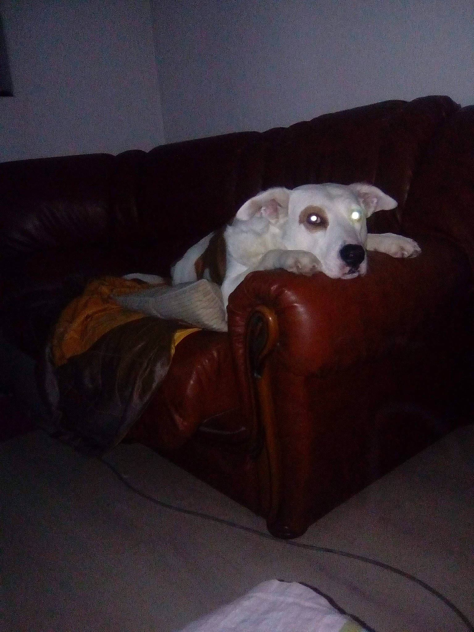 Babou participe au concours pour gagner de l'argent avec cette photo : bedding, canidae, carnivore, comfort, companion_dog, couch, dog, dog_breed, dog_supply, home_accessories, hound, linens, liver, living_room, room, saluki, sighthound, sporting_group, whippet, working_animal