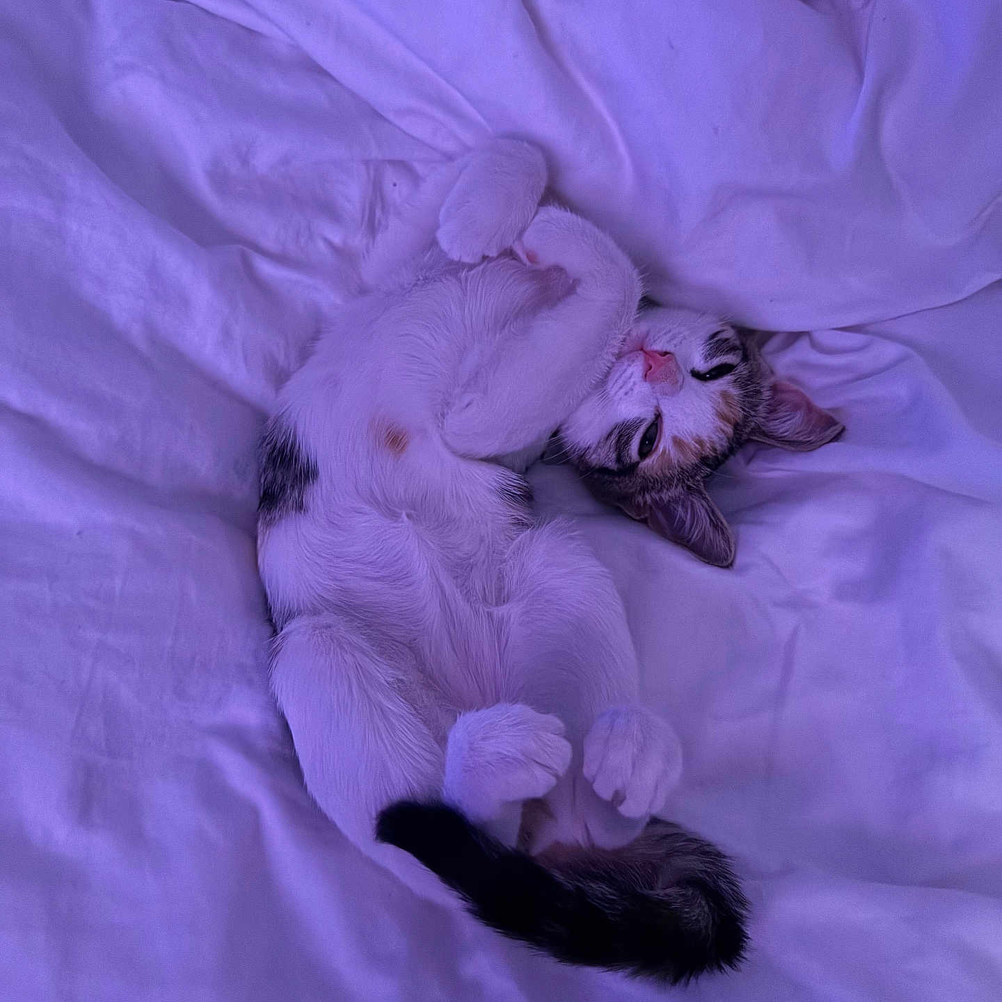 Michi joined the competition — help win amazing prizes! cat, bed, blanket, fur, pet, sleeping, resting, animal, cute, domestic_animal, feline, whiskers, paw, tail, indoor, cozy, relaxed, purple_light, soft, comfort