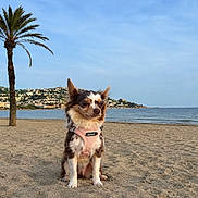 Apy participe au concours pour gagner de l'argent avec cette photo : dog, beach, sand, ocean, sky, palm_tree, harness, small_dog, coast, nature, outdoor, calm, scenic, town, water, sunlight, pet, animal, relaxing, landscape