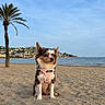 animal, beach, calm, coast, dog, harness, landscape, nature, ocean, outdoor, palm_tree, pet, relaxing, sand, scenic, sky, small_dog, sunlight, town, water