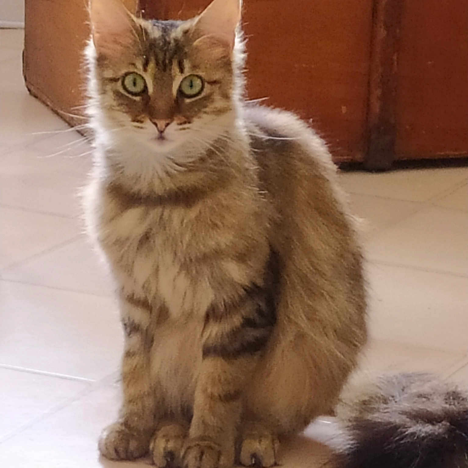 Ozia
