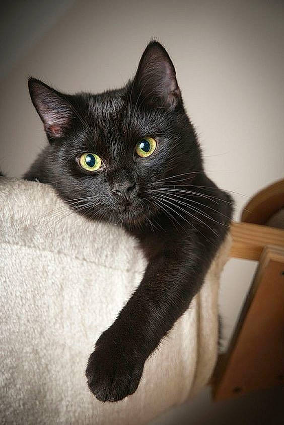 Sasha a rejoint le concours — aidez-le/la à gagner de superbes lots ! black_cat, bombay, carnivore, cat, claw, comfort, domestic_short_haired_cat, felidae, fur, grey, havana_brown, small_to_medium_sized_cats, snout, tail, terrestrial_animal, whiskers