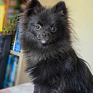 Askeo participe au concours pour gagner de l'argent avec cette photo : animal, black_fur, blurred_background, bookshelf, chair, companion, cute, dog, domestic_animal, fluffy, fur, furry, household, indoor, looking_at_camera, pet, pomeranian, portrait, sitting, small_dog