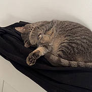 Nala participe au concours pour gagner de l'argent avec cette photo : cat, tabby, sleeping, paw, fur, striped, black_cloth, white_wall, indoor, resting, cute, pet, animal, cozy, relaxed, feline, napping, soft_surface, domestic, peaceful