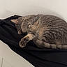 cat, tabby, sleeping, paw, fur, striped, black_cloth, white_wall, indoor, resting, cute, pet, animal, cozy, relaxed, feline, napping, soft_surface, domestic, peaceful